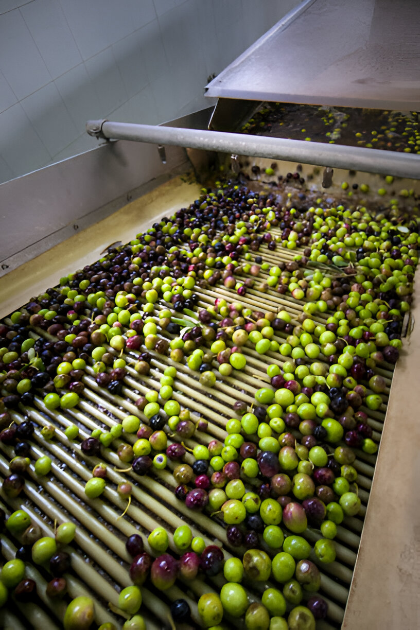 Zeytinyağı Üretim Süreci Görseli 4