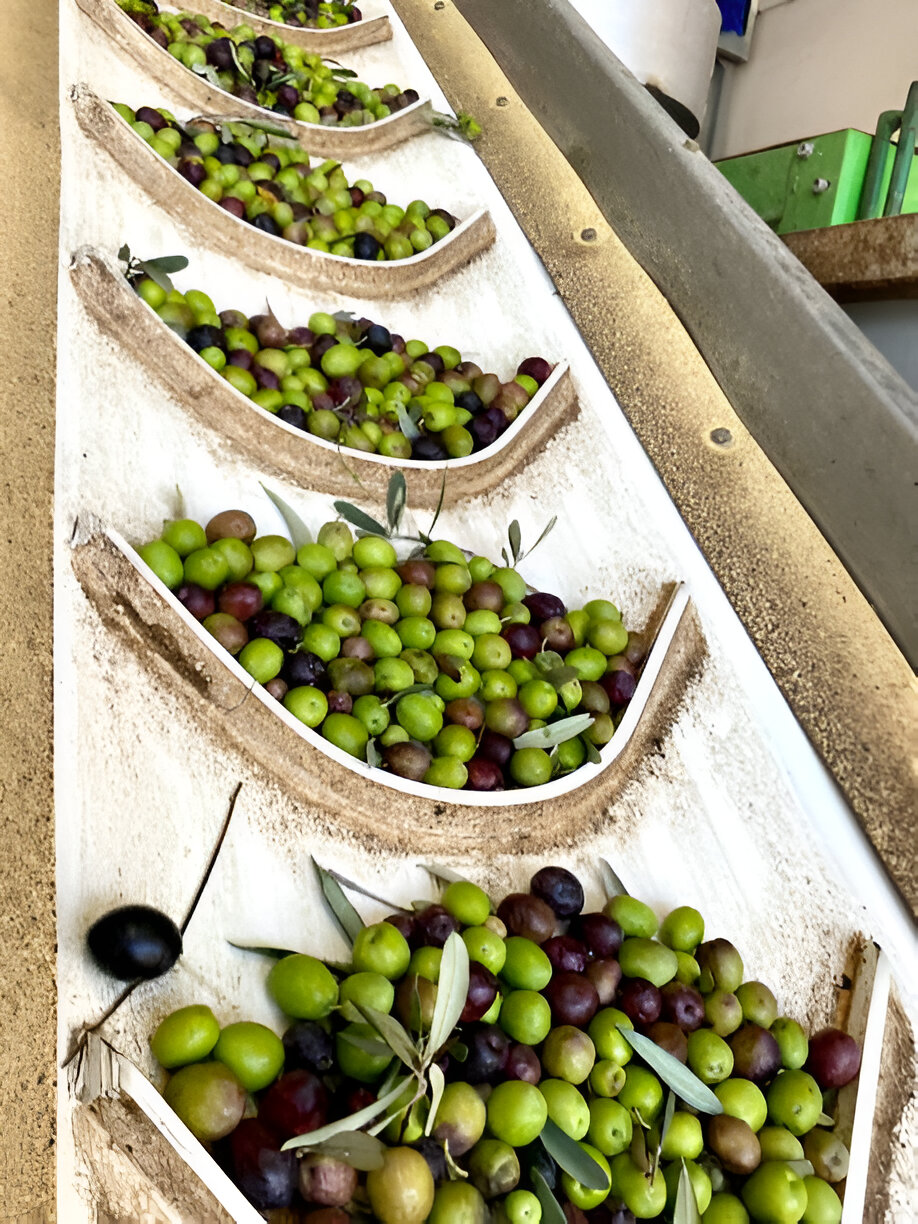 Zeytinyağı Üretim Süreci Görseli 3