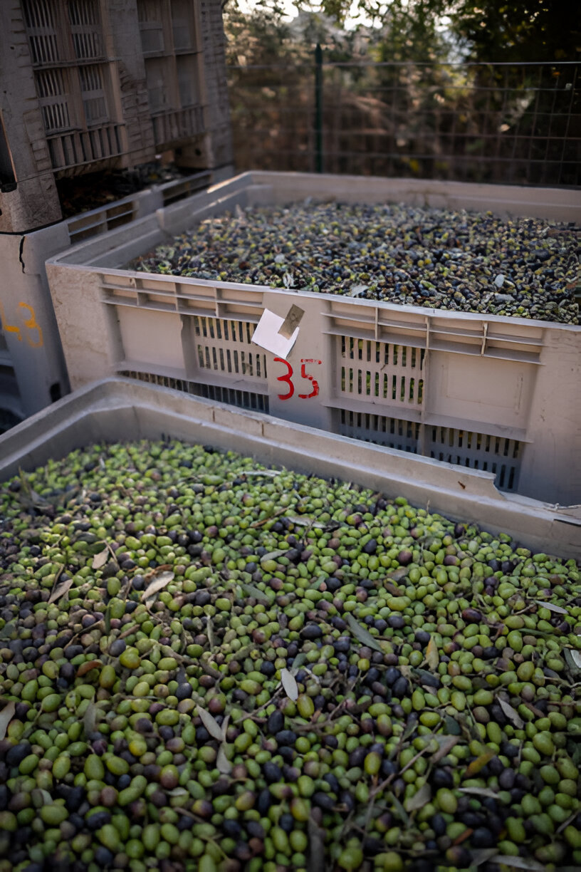 Zeytinyağı Üretim Süreci Görseli 1