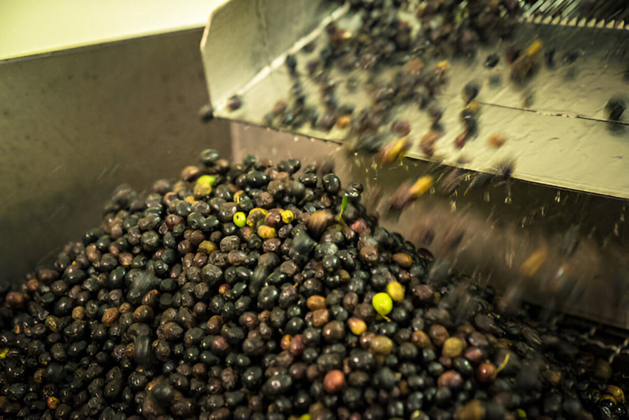 Doğal Zeytinyağı Üretimi Görseli