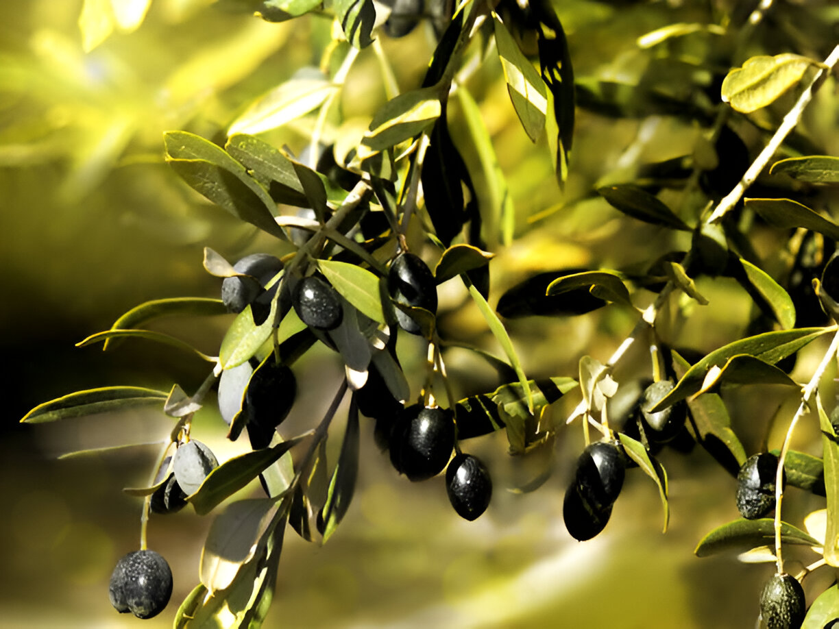 Yağında En Doğal Hali